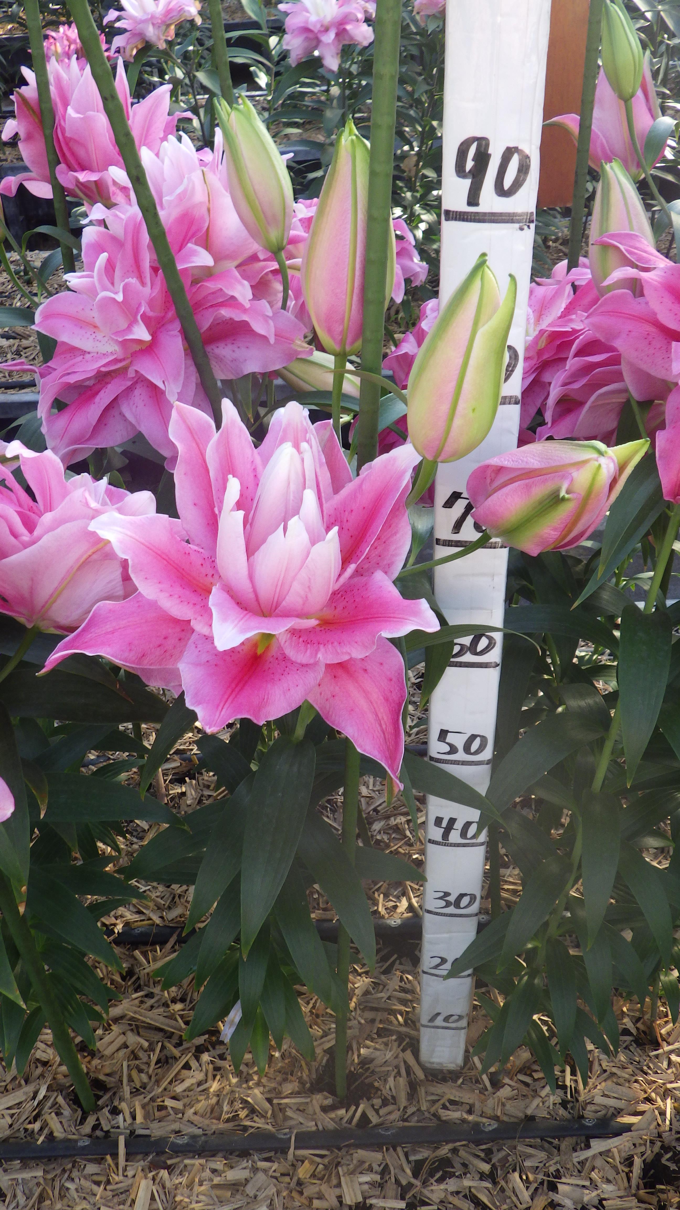 DDフローライト(八重)